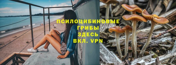 индика Абаза